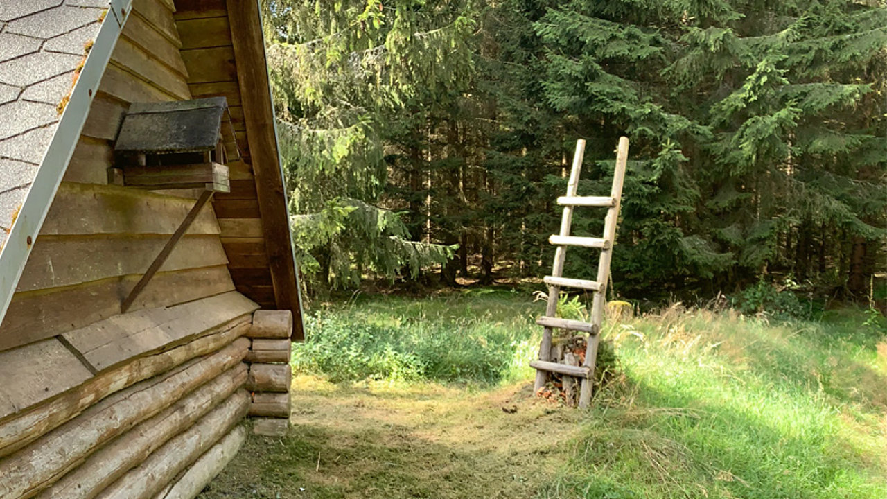 Als Symbolbild für die Schöpfungsleiter dient eine Naturaufnahme. Im Vordergrund einer Waldlichtung steht eine kleine Blockhütte. Davor eine Holzleiter an einen Baumstumpf gelehnt aufrecht stehend.