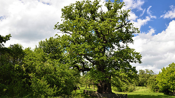 Von der Arche bis zum Kreuz – Holz ist »der Werkstoff Gottes«, sagt Diederich Lüken. – Im Bild die Königseiche von Volkenroda, ein rund tausendjähriger Baum mit einem Durchmesser von drei Metern und einem Umfang von über neun Metern.
