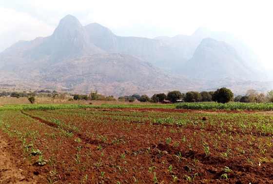 Malawi, ein begeisternd schönes Reiseland: Hier das sich aus der Ebene bis zu einer Höhe von 3.000 Metern erhebende Mulanje-Bergmassiv