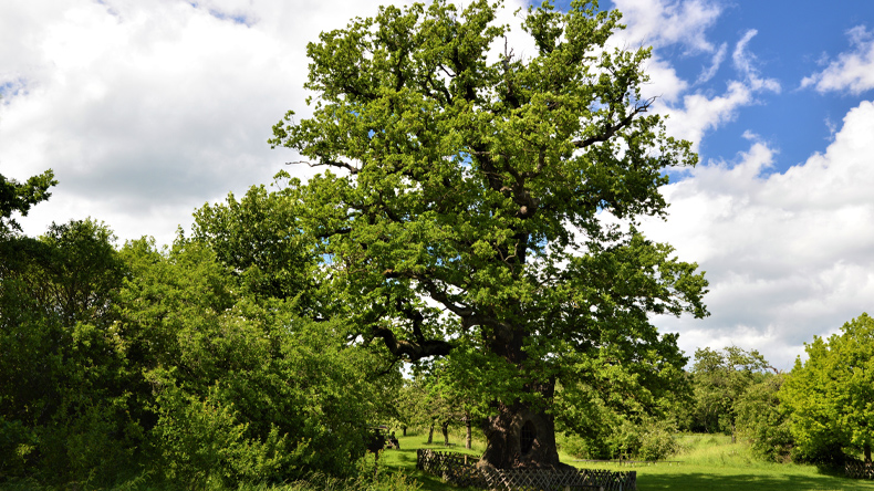 Von der Arche bis zum Kreuz – Holz ist »der Werkstoff Gottes«, sagt Diederich Lüken. – Im Bild die Königseiche von Volkenroda, ein rund tausendjähriger Baum mit einem Durchmesser von drei Metern und einem Umfang von über neun Metern.
